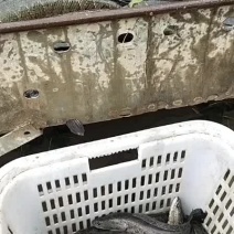 大量黑鱼