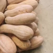 金韩蜜本南瓜大量有货，市场.工厂货一天可出3个挂