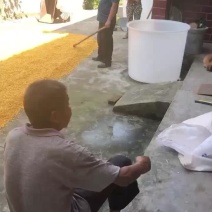 出售玉米酒糟高粱酒糟