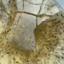 南美白对虾虾苗，对虾苗一代高抗快大苗淡化苗