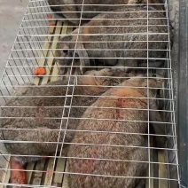 AAA种兔养殖场繁育欢迎新老客户前来考察来回报销路费