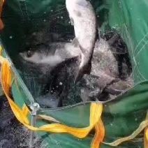 水库精品大花莲5斤起