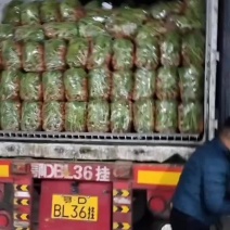 毛货红萝卜带英子
