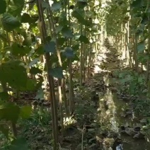 优质杨树苗，无病害，根细好，全国各地发货