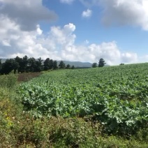 云南寻甸高山白萝卜量大从优