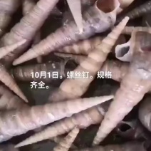 螺丝钉，海螺