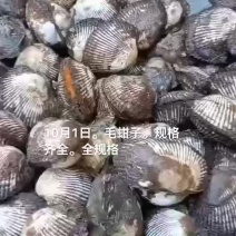 赤贝毛蚶子