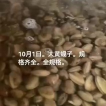 大黄蚬子