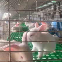 新西兰兔子