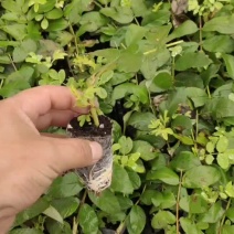 食用玫瑰紫技