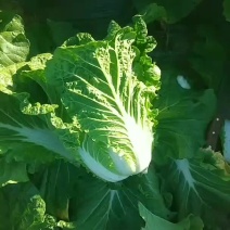 双城市黄心大白菜上市了