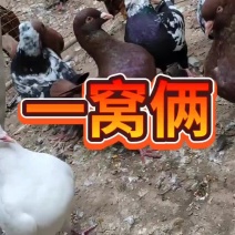 不会飞的元宝鸽一月一窝一窝生俩好饲养全国发货