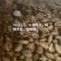 大黄蚬子