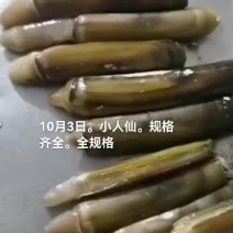 蛏子