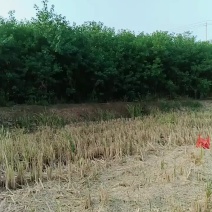 乌桕树苗