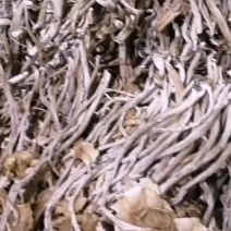 福建古田一手货源开伞茶树菇