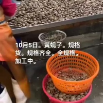 黄蚬子