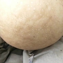 冰糖红梨