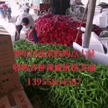 红线椒，小皱皮，青线椒