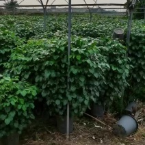 花场清地基地直销320丛生绿宝，棒棒糖，丛生绿宝都是十块