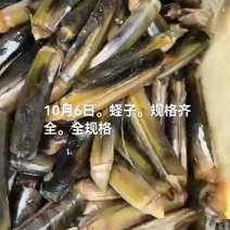蛏子