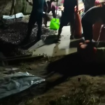 新鲜板栗