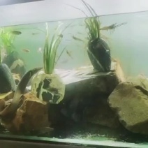 江西赣州中华刺鳅刀鳅