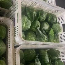 江苏东台市圆包菜甘蓝圆包菜新鲜供应量大从优欢迎咨询