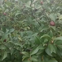 野生小果油茶果