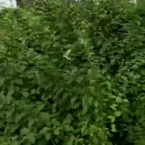 连翘苗，现货发出上车付款，欢迎采购可视频看货
