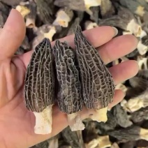 精品羊肚菌尖角厚肉7一9公分