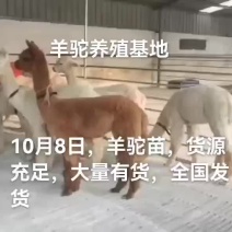 羊驼