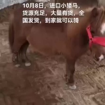 小矮马