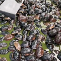 石金钱龟，10年到13年外池老龟🐢可以留种可以煲汤。