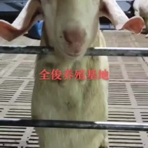 美国白山羊波尔山羊绵羊
