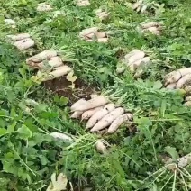 白萝卜