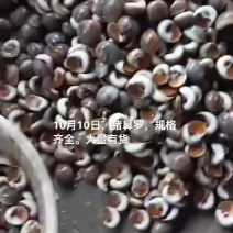 香螺