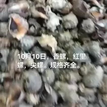 香螺