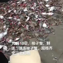 梭子蟹