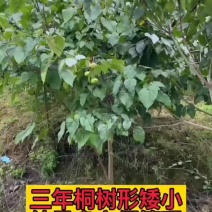 高产三年桐批发，买油桐苗请选择重庆俊尧专业油桐培育公司