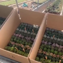 多肉13色大量出货随机混搭
