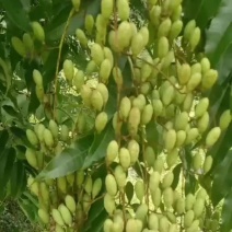 香椿果