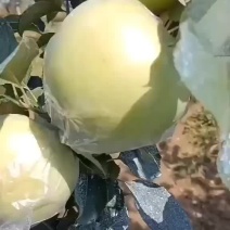 山东明月青苹果