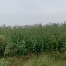 大量收购鲜玄参