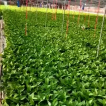 绿萝箩基地批发代发承接电商代发零售110180带吸水杯盆
