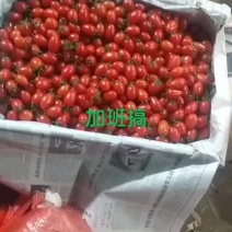 圣女果便宜