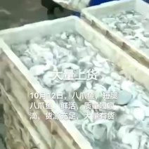 八爪鱼