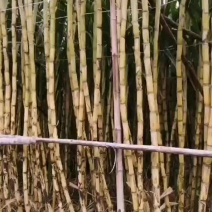 青皮甘蔗