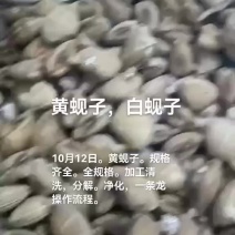 黄蚬子