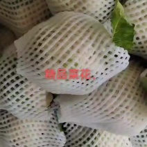 松花，菜花，甘蓝，